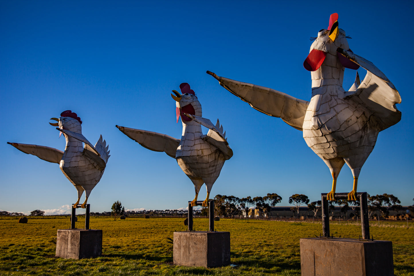 Big Hens, Meredith, Australia