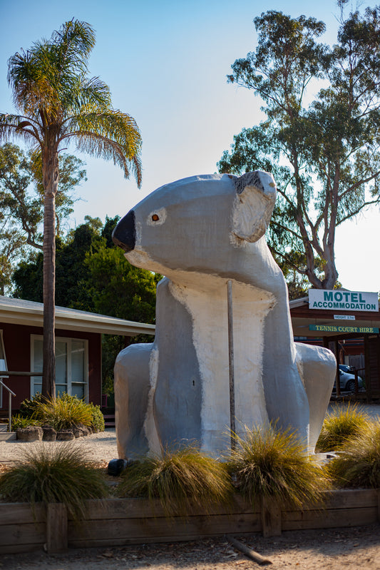Big Koala, Philip Island, Australia