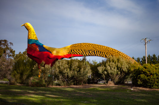 Big Pheasant, Tynong North, Australia